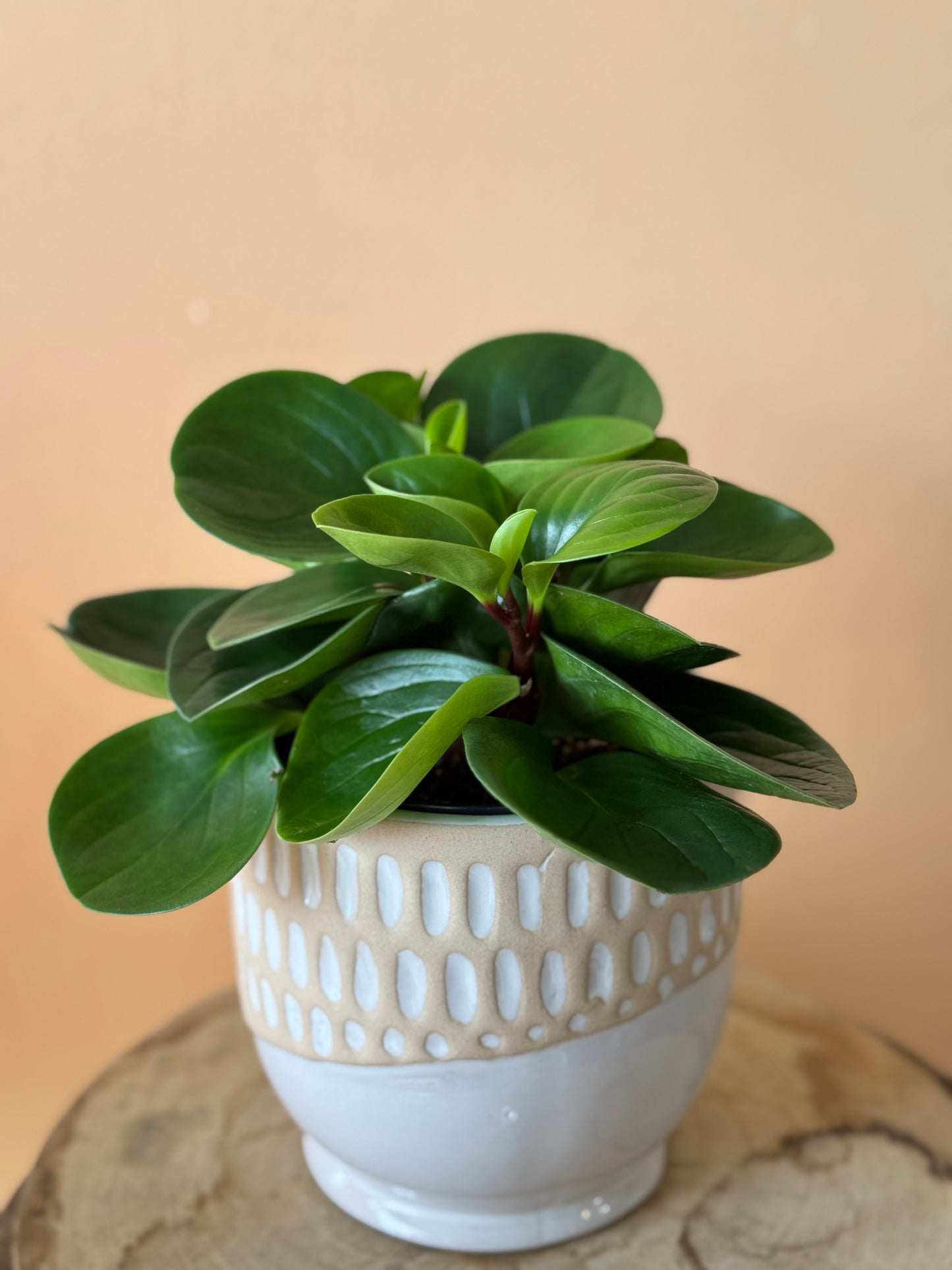 Calathea Beauty Star Plant & Pot