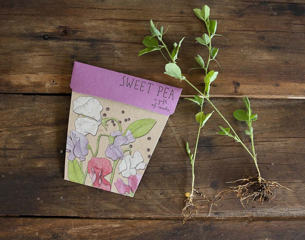 Sow ‘n’ Sow Seeds