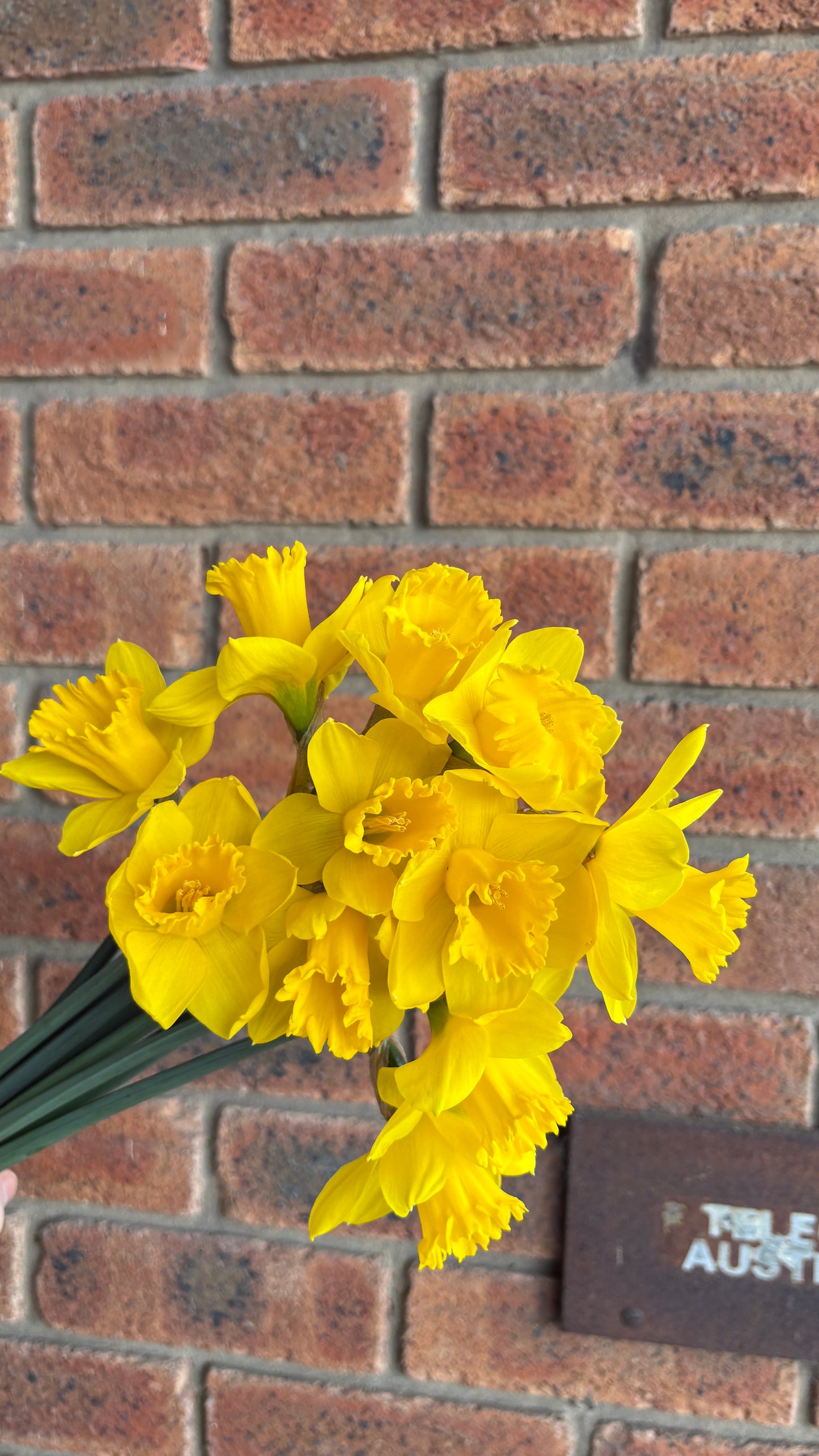 Daffodils 🌼 (Daffodil Day Only)